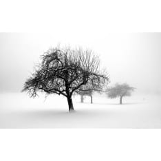 Artgeist winter - trees fototapetti