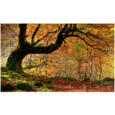 Artgeist Autumn, forest and leaves fototapetti