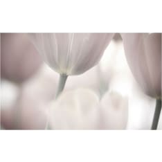 Artgeist Tulips fine art - black and white fototapetti