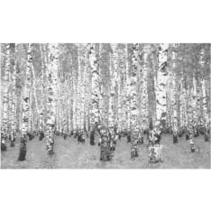 Artgeist Koivu yksinäisyys fototapetti