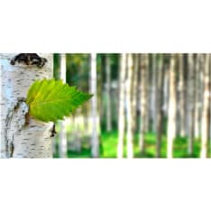 Artgeist Koivunlehti fototapetti XXL