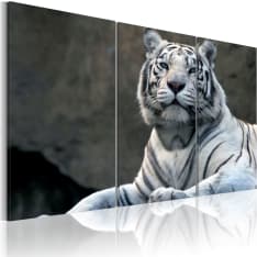 Artgeist White Tiger taulusetti
