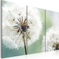Artgeist Fluffy Dandelions taulusetti