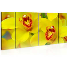 Artgeist Orchids - Intensity Of Yellow Color taulusetti