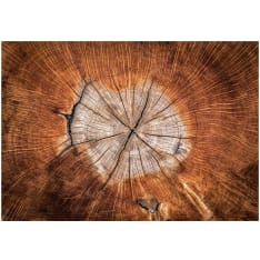 Artgeist The Soul Of A Tree fototapetti