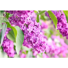 Artgeist Lilac Flowers fototapetti