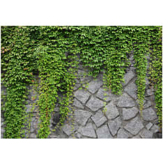 Artgeist Green Wall fototapetti