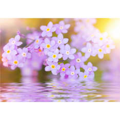 Artgeist Violet Petals In Bloom fototapetti