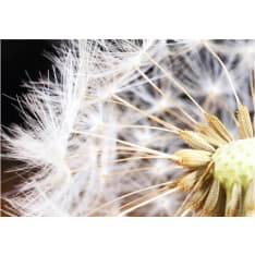 Artgeist Fluffy Dandelion fototapetti
