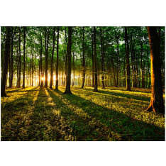 Artgeist Spring: Morning In The Forest fototapetti