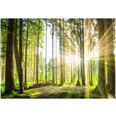 Artgeist Forest Tales fototapetti