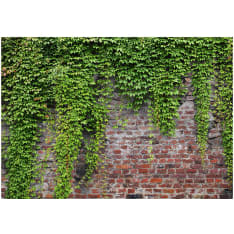 Artgeist Brick And Ivy fototapetti