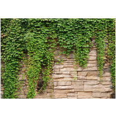 Artgeist Ivy Wall fototapetti