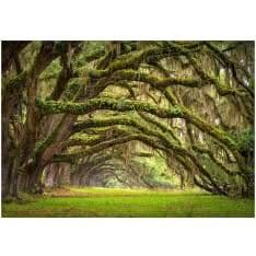 Artgeist Tree Embrace fototapetti