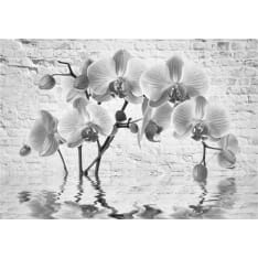 Artgeist Orchid In Shades Of Gray fototapetti
