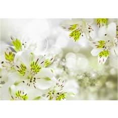 Artgeist Southern Princess fototapetti