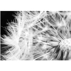 Artgeist Black And White Dandelion fototapetti