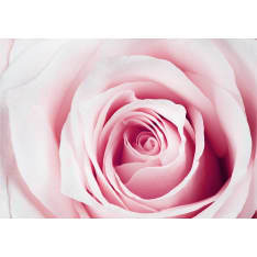 Artgeist Rose Maze fototapetti