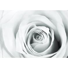 Artgeist Rose Charade fototapetti