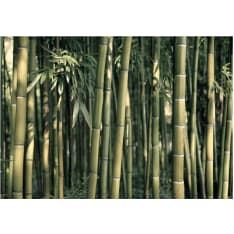Artgeist Bamboo Exotic fototapetti