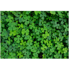 Artgeist Green Clover fototapetti