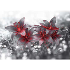 Artgeist Shadow of Passion fototapetti