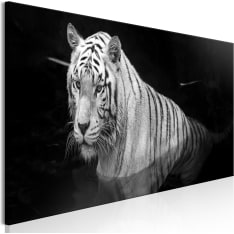 Artgeist Shining Tiger  Black And White Narrow taulu