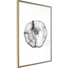Poster - Tree Rings