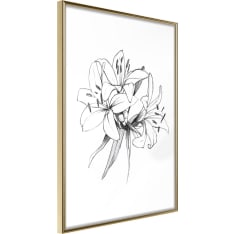 Poster - Sketch of Lillies