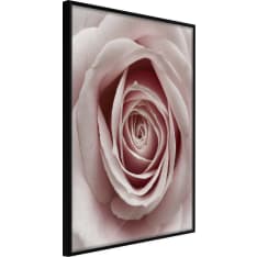 Poster - Rosebud