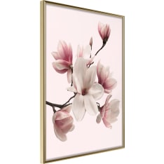 Poster - Blooming Magnolias I