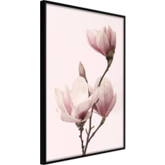 Poster - Blooming Magnolias III