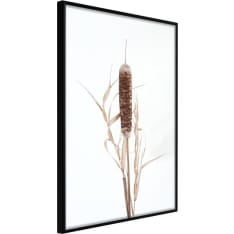Poster - Typha