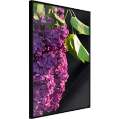 Poster - Violet May