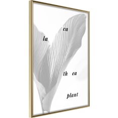 Artgeist Calathea Leaves poster
