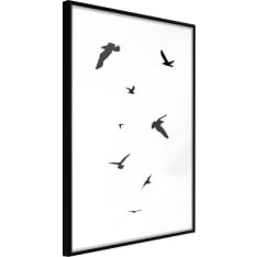 Poster - Birds