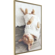 Poster - Kitten Life