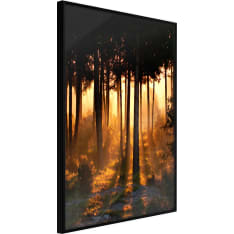Poster - Dark Tree Tops