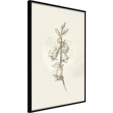 Poster - Beige Campanula