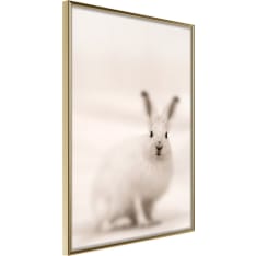 Poster - Curious Rabbit