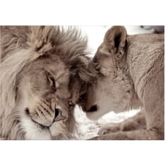 Artgeist Lion Tenderness (Sepia) itseliimautuva fototapetti