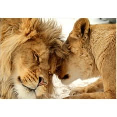Artgeist Lion Tenderness itseliimautuva fototapetti