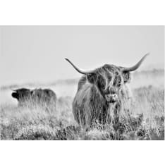 Artgeist Highland Cattle itseliimautuva fototapetti