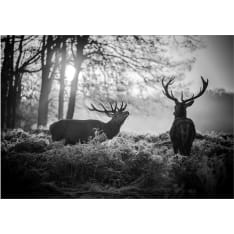 Artgeist Deers in the Morning fototapetti