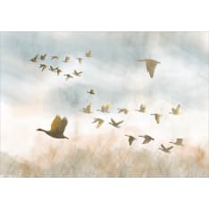 Artgeist Golden Geese fototapetti