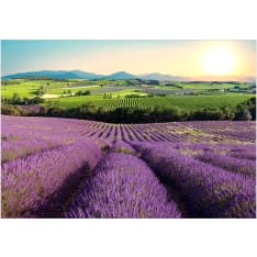 Artgeist Lavender Field fototapetti