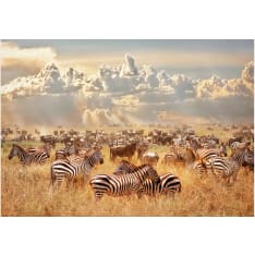 Artgeist Zebra Land fototapetti