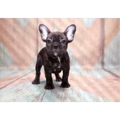 Artgeist French Bulldog fototapetti