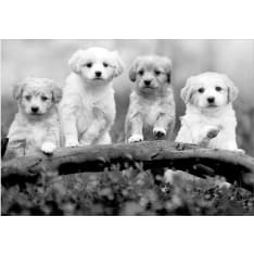 Artgeist Four Puppies fototapetti