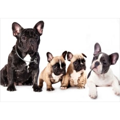 Artgeist French Dogs fototapetti